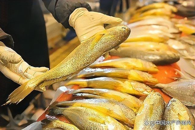 各種常見魚的價格