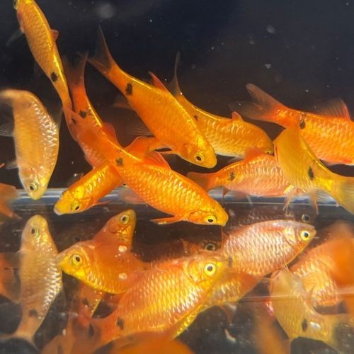 金元寶魚公母對照圖