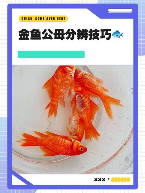 金元寶魚公母對照圖