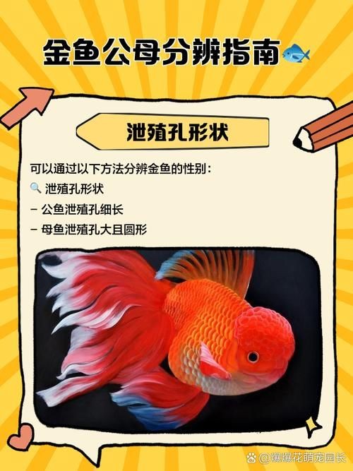 金元寶魚公母對照圖