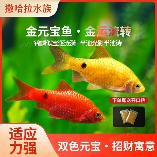 金元寶魚公母對照圖