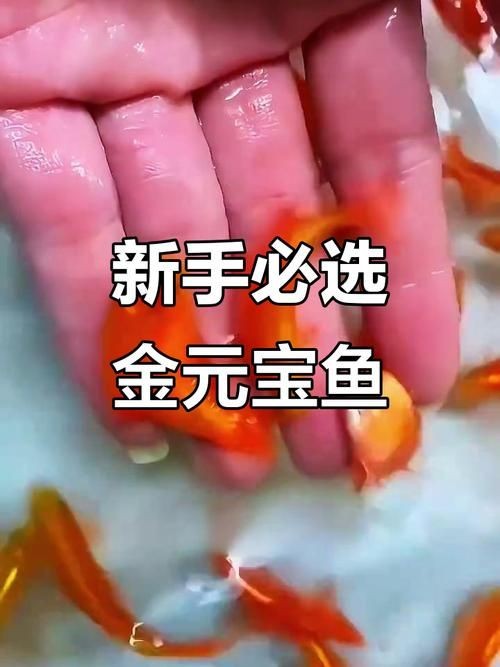 金元寶魚公母對照圖