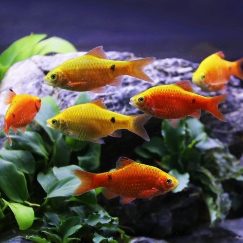 金元寶魚公母對照圖