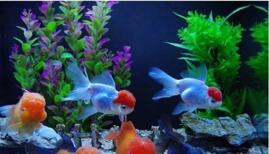 金元寶魚公母對照圖