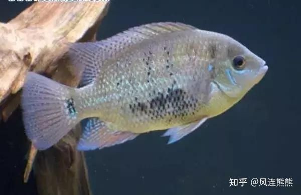 金元寶魚公母對照圖