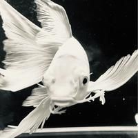 廣安魚缸店 全國水族館企業名錄 第5張 廣安魚缸店 廣安魚缸店 全國水族館企業名錄 第5張