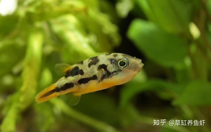 河豚和潛水艇哪個好