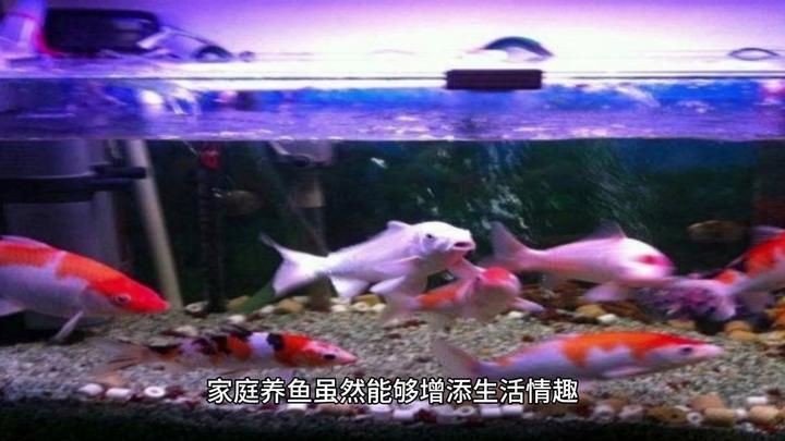 家里用水族魚(yú)缸的利弊 全國(guó)水族館企業(yè)名錄 第8張 家里用水族魚(yú)缸的利弊 家里用水族魚(yú)缸的利弊 全國(guó)水族館企業(yè)名錄 第8張