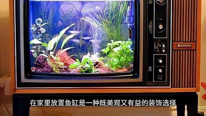 家里用水族魚(yú)缸的利弊 全國(guó)水族館企業(yè)名錄 第10張 家里用水族魚(yú)缸的利弊 家里用水族魚(yú)缸的利弊 全國(guó)水族館企業(yè)名錄 第10張