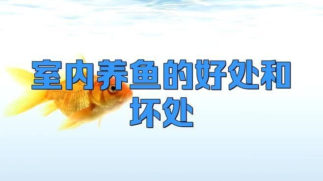家里用水族魚(yú)缸的利弊 全國(guó)水族館企業(yè)名錄 第3張 家里用水族魚(yú)缸的利弊 家里用水族魚(yú)缸的利弊 全國(guó)水族館企業(yè)名錄 第3張