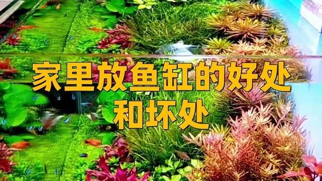 家里用水族魚(yú)缸的利弊 全國(guó)水族館企業(yè)名錄 第1張 家里用水族魚(yú)缸的利弊 家里用水族魚(yú)缸的利弊 全國(guó)水族館企業(yè)名錄 第1張