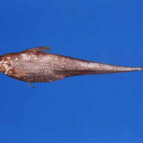 廣東鱭魚是什么魚
