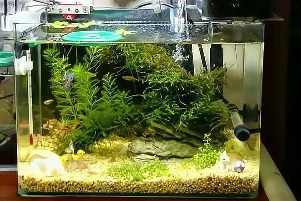 怎么確認硝化菌成功了 怎么確認硝化菌成功了 龍魚百科 第1張