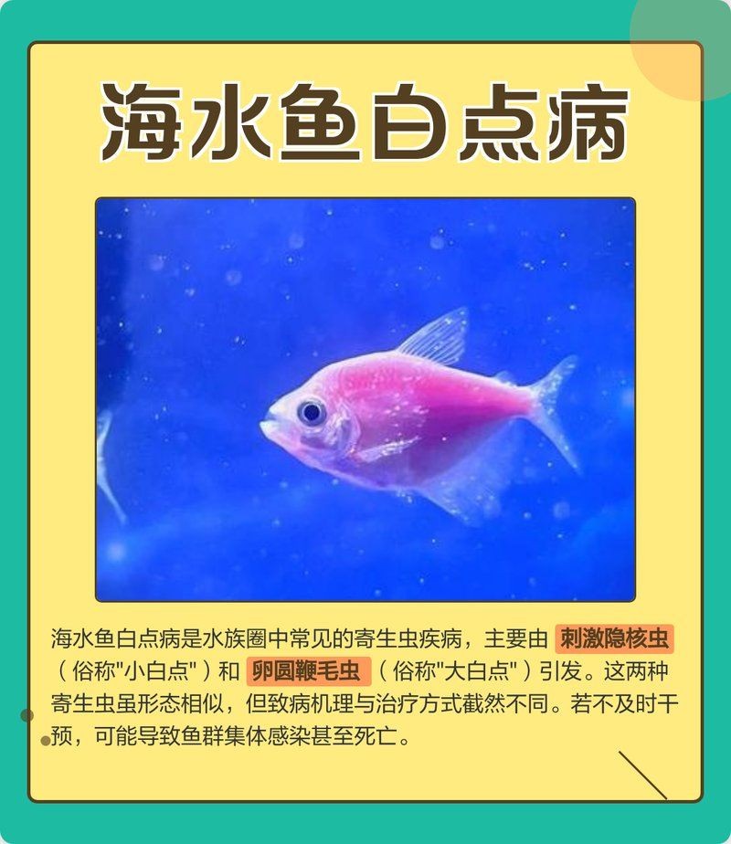 海水魚發白潰爛最簡單三個征兆