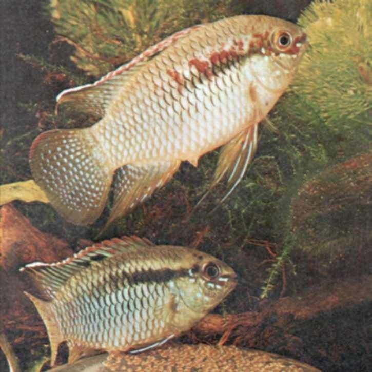 尖鼻子魚是什么魚