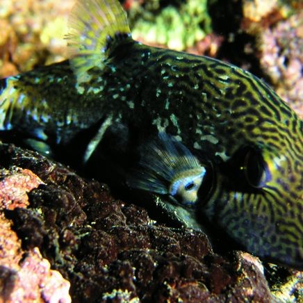 尖鼻子魚是什么魚
