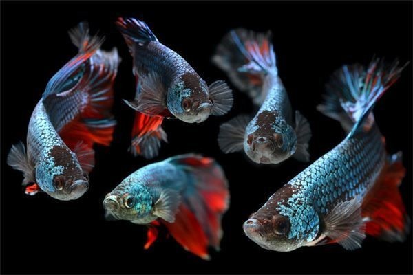 家里養月光魚不吉利 家里養月光魚不吉利 全國水族館企業名錄 第4張