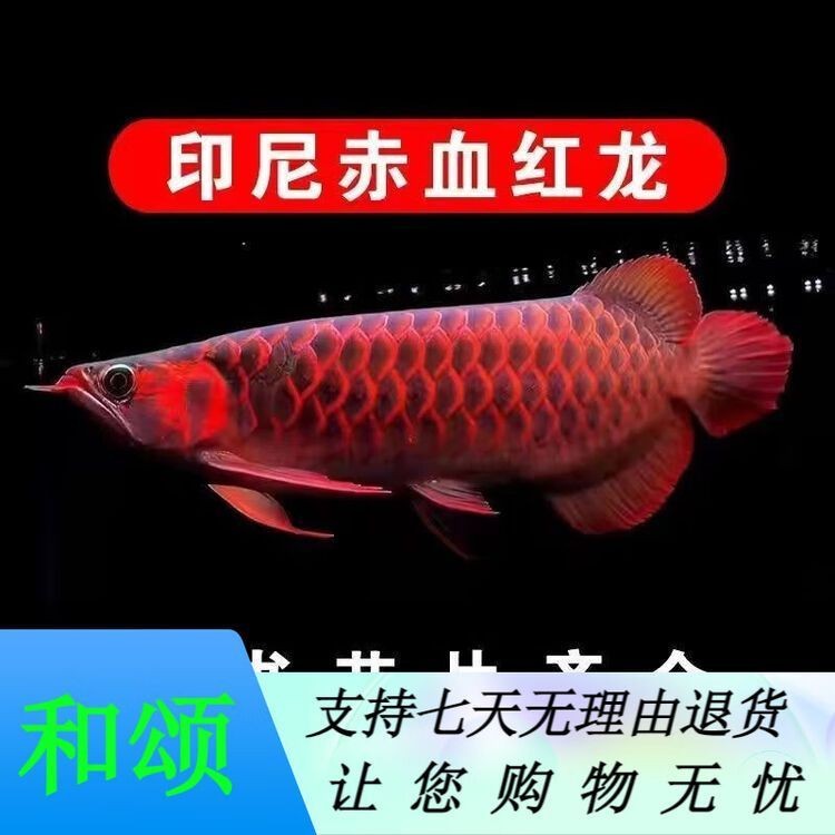 金頭古典過背 金頭古典過背 龍魚百科 第12張