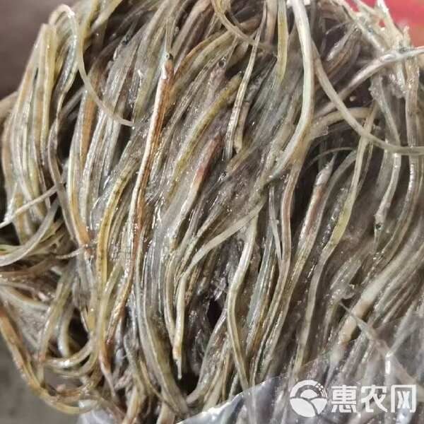 海龍魚多少一斤