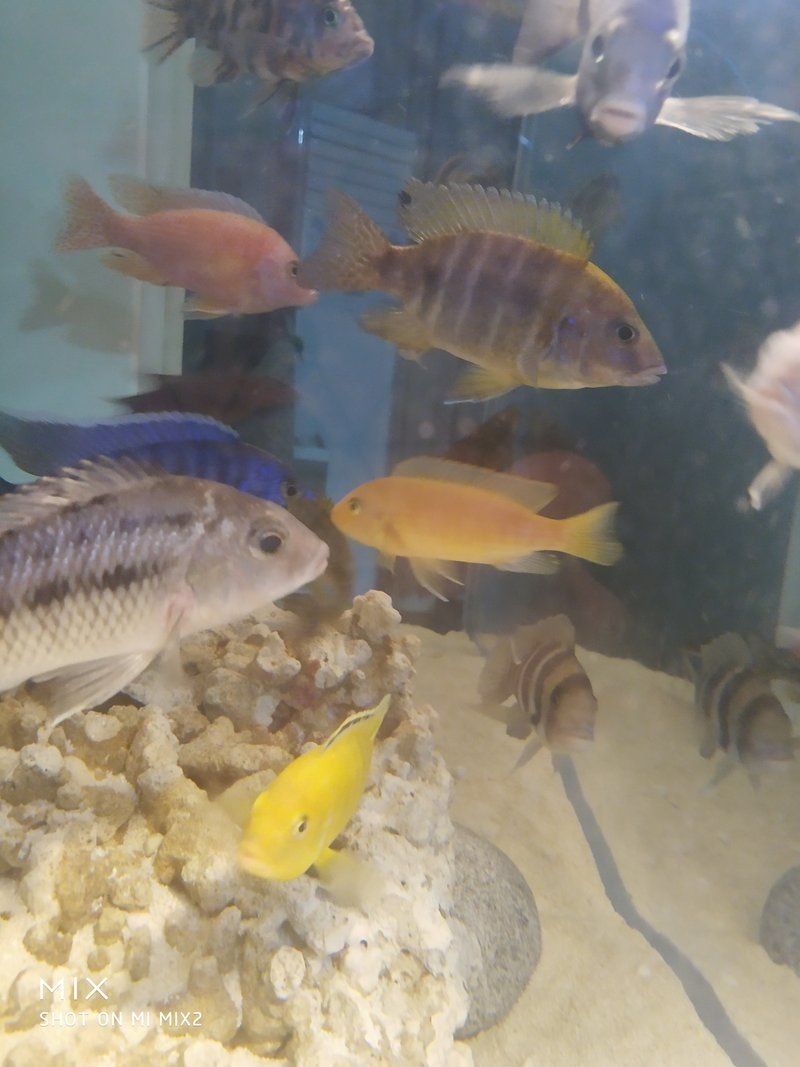 三湖慈鯛魚(yú)鰭根部充血