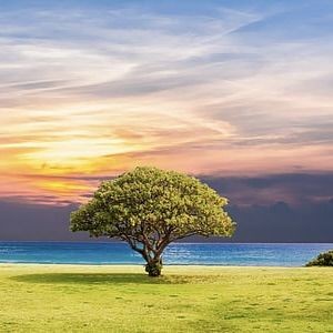 廣東檸檬魚最簡單做法
