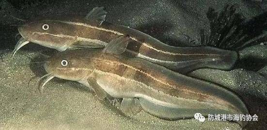 海魚最毒的魚排名