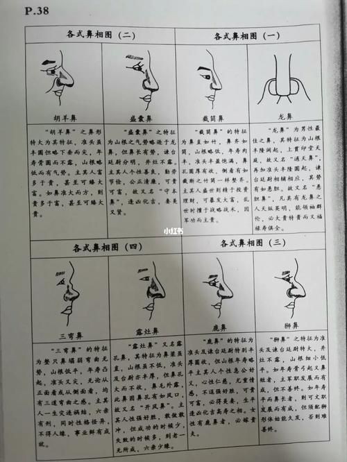 各種各樣的鼻子圖片