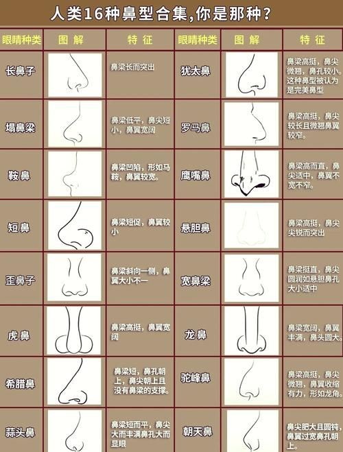 各種各樣的鼻子圖片