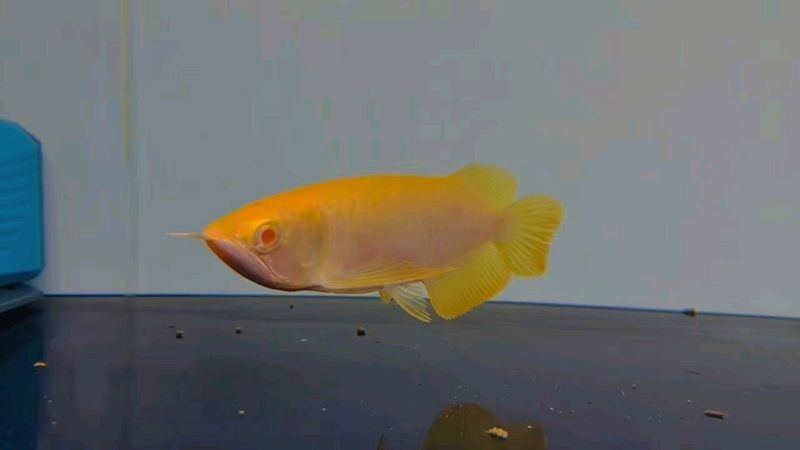 過背龍魚是雜魚還是鲅魚