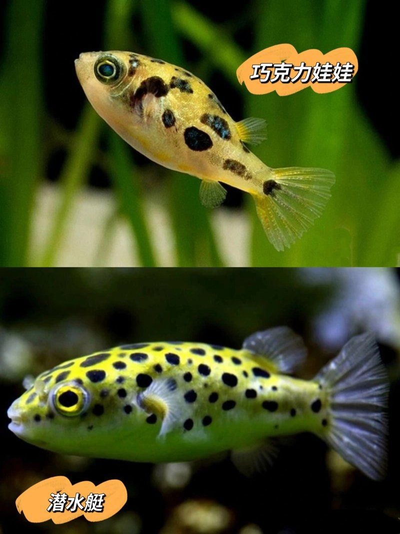 金娃娃潛水艇有毒嗎