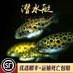 金娃娃潛水艇有毒嗎