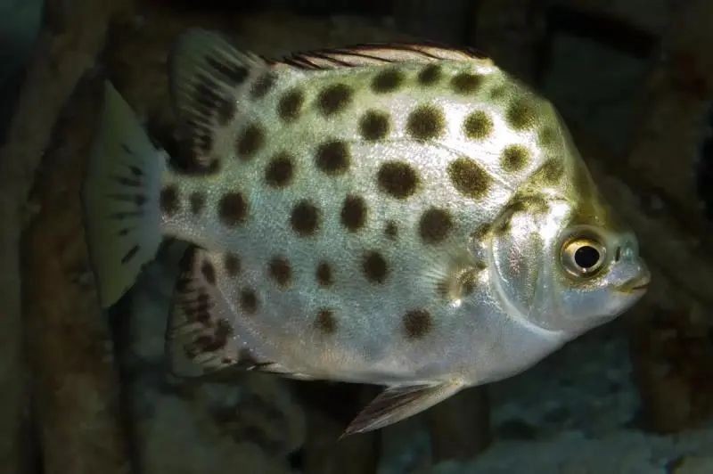 金古魚跟銀古魚的區別