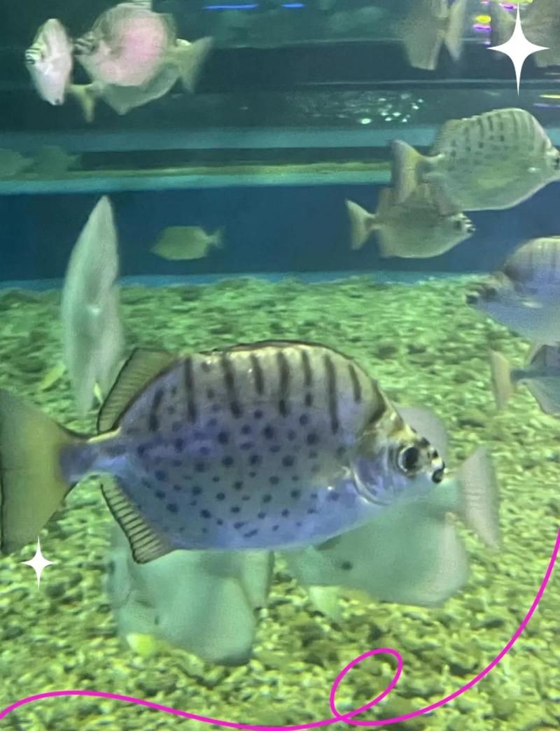 金古魚跟銀古魚的區別