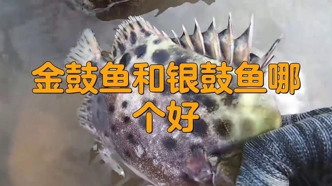 金古魚跟銀古魚的區別