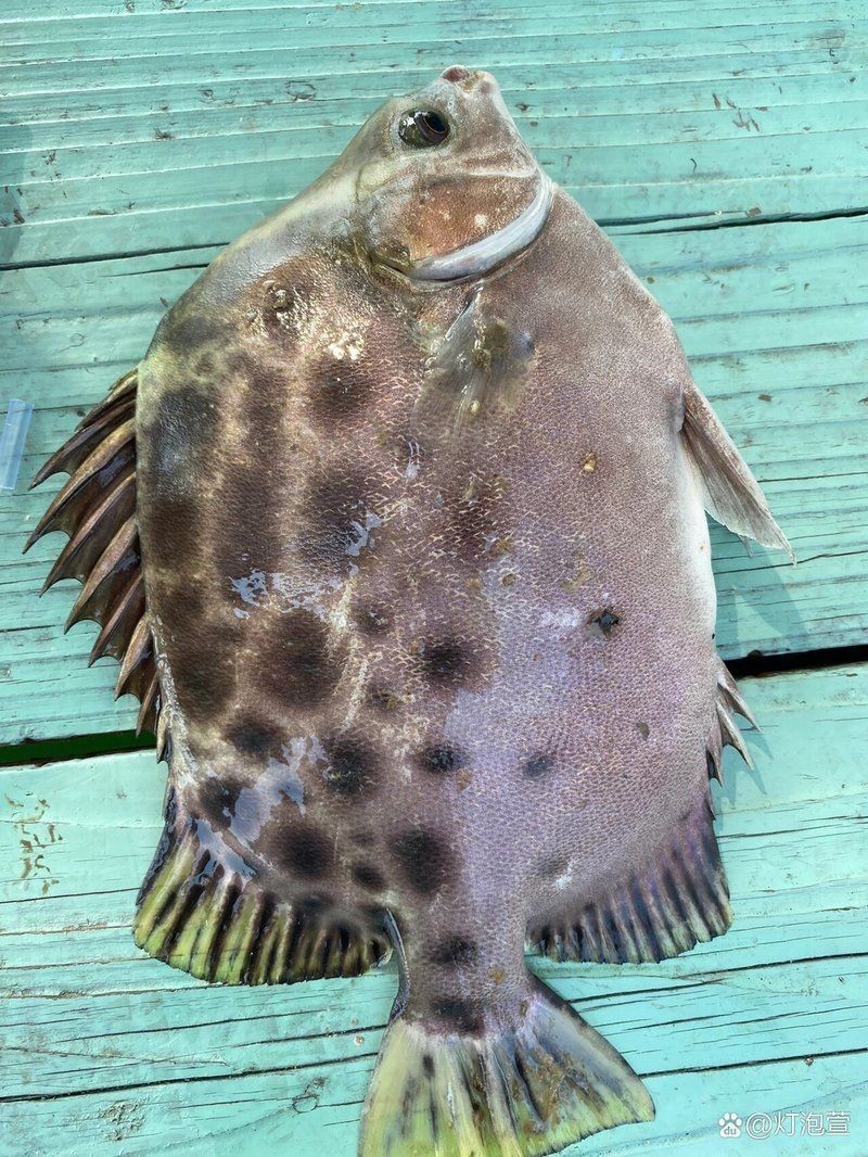 金古魚跟銀古魚的區別
