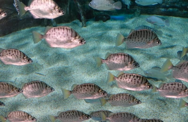 金古魚跟銀古魚的區別