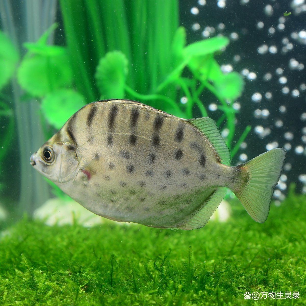金古魚跟銀古魚的區別
