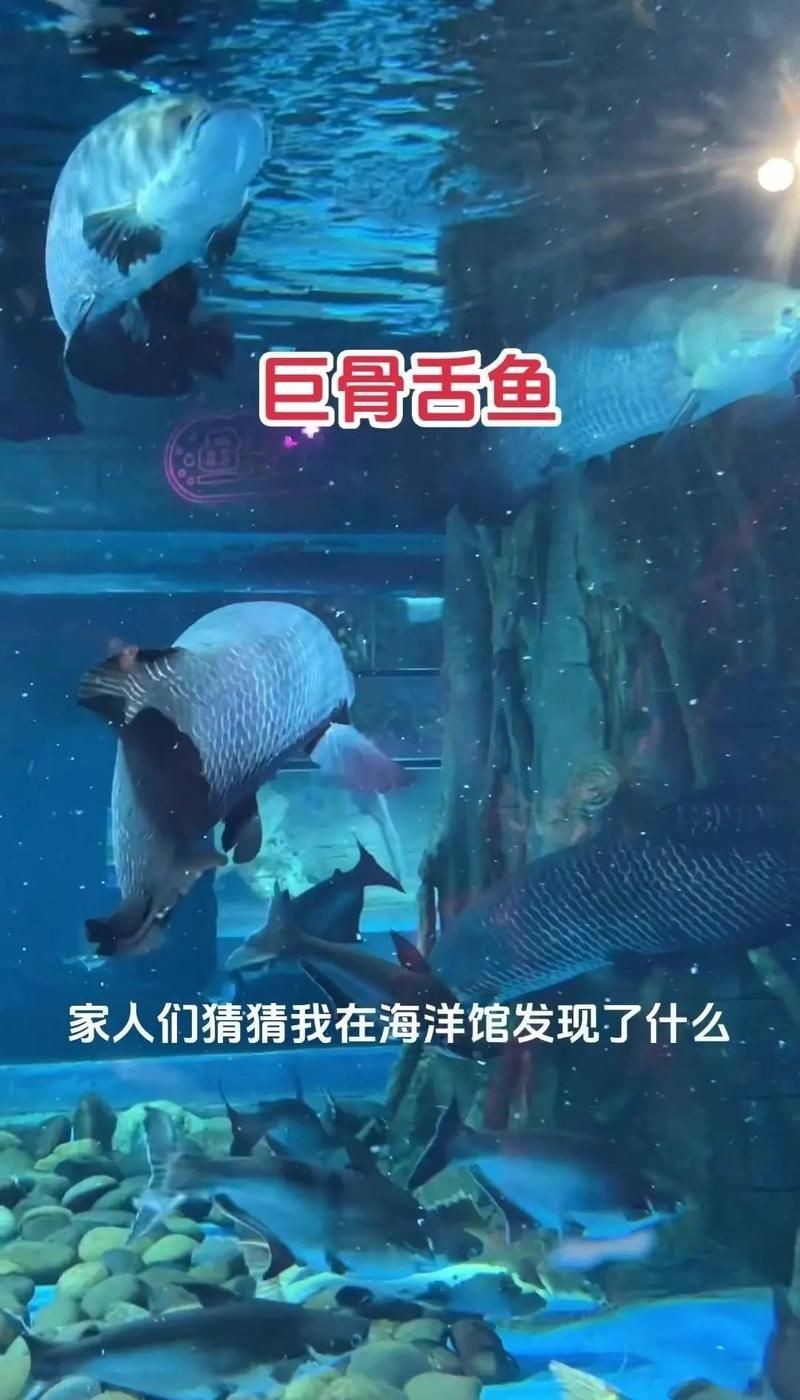 巨型巨骨舌魚