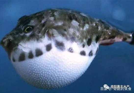 河豚生氣幾次會死