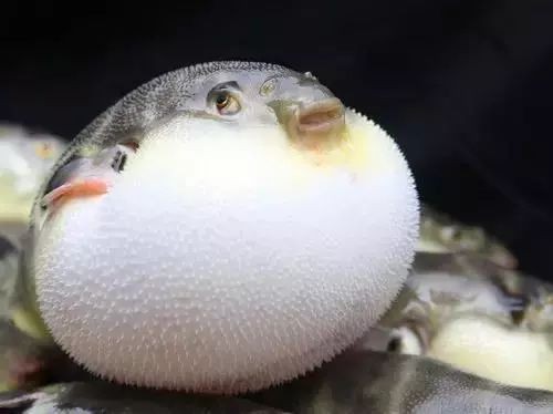 河豚生氣幾次會死