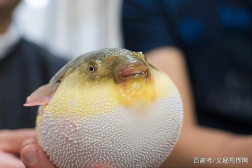 河豚生氣幾次會死