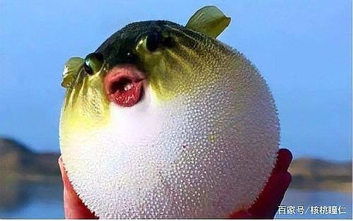 河豚生氣幾次會死