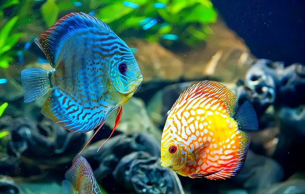 家里養(yǎng)鯰魚有什么預(yù)兆 龍魚論壇 第3張 家里養(yǎng)鯰魚有什么預(yù)兆 家里養(yǎng)鯰魚有什么預(yù)兆 龍魚論壇 第3張