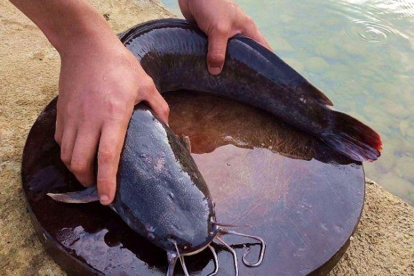 家里養(yǎng)鯰魚有什么預(yù)兆 龍魚論壇 第1張 家里養(yǎng)鯰魚有什么預(yù)兆 家里養(yǎng)鯰魚有什么預(yù)兆 龍魚論壇 第1張