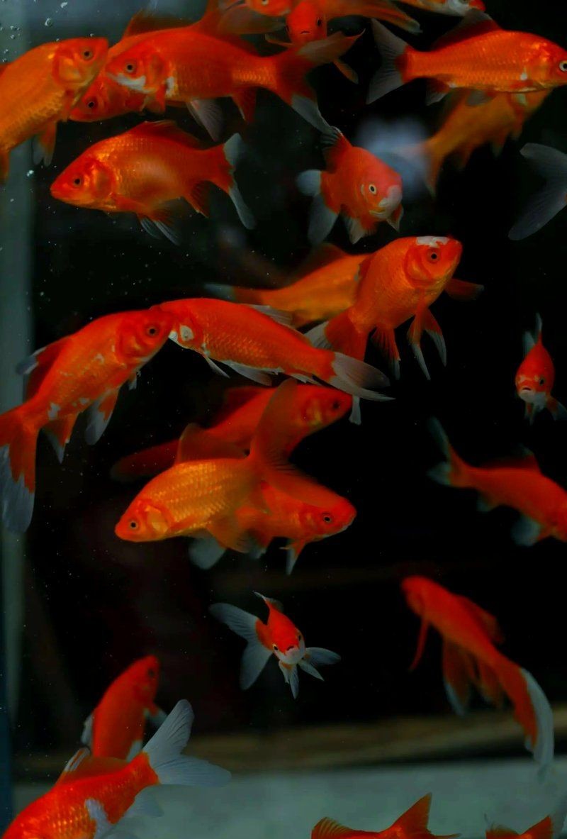 麗江魚缸店