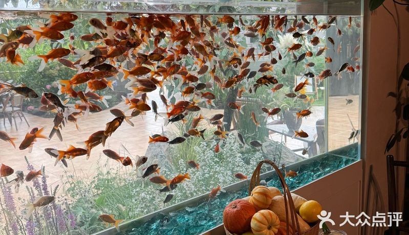 麗江魚缸店