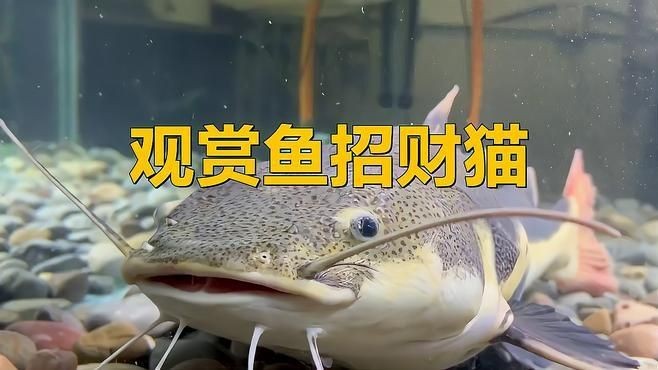 金絲貓魚和招財貓魚的區別