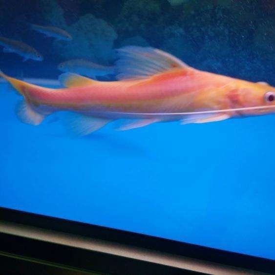 金絲貓魚和招財貓魚的區別