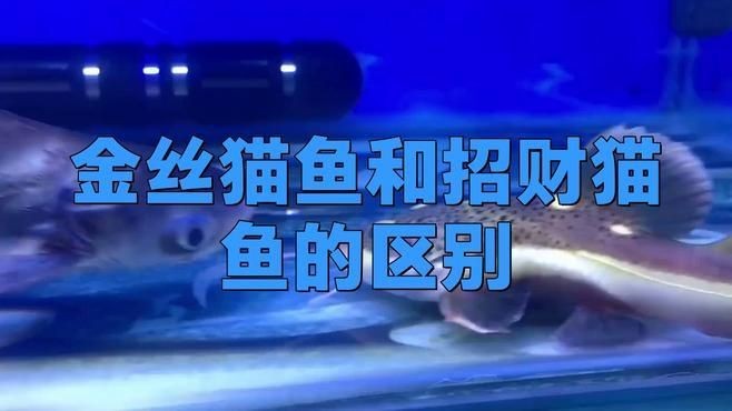 金絲貓魚和招財貓魚的區別