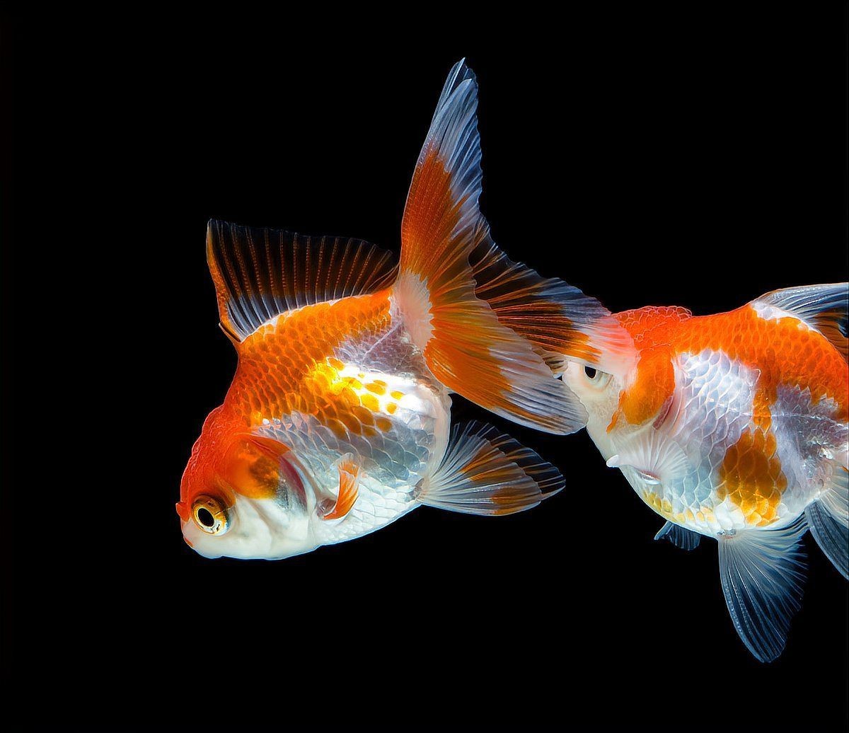 火鳳凰魚是兇魚還是吉魚